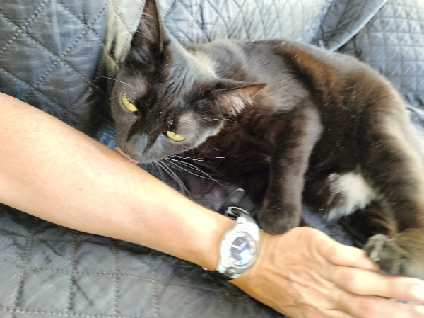 Missing Cat - Córdoba