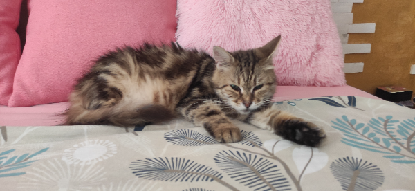 Missing Cat - Granada