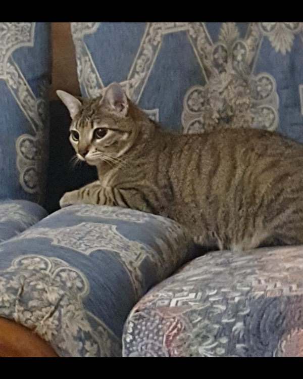 Missing Cat - Guadalajara