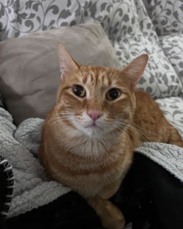 Found Cat - Son Servera