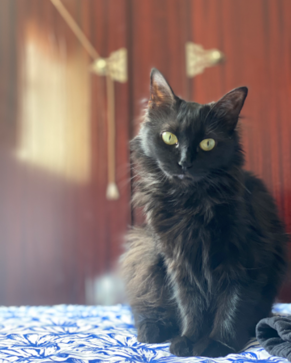 Missing Cat - Los Palacios y Villafranca