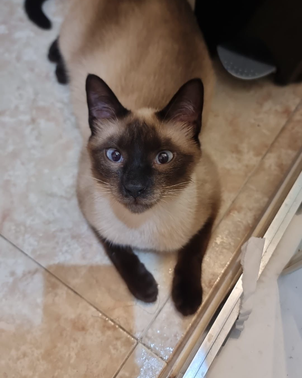 Missing Cat - Figueres