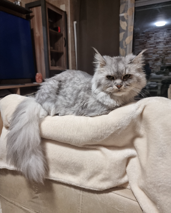 Missing Cat - Málaga