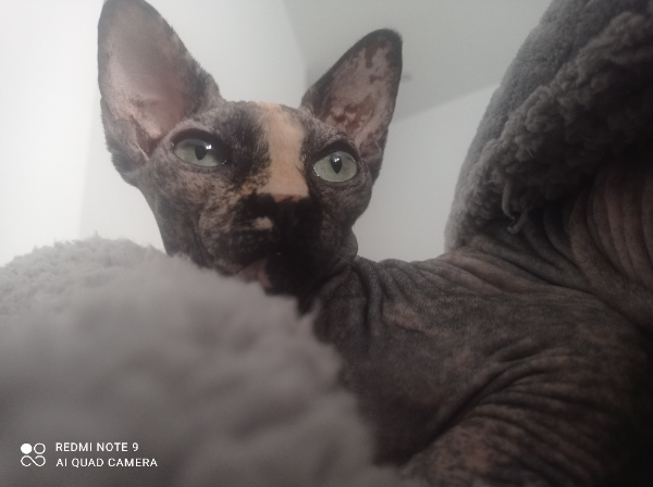 Missing Cat - La Pobla de Mafumet