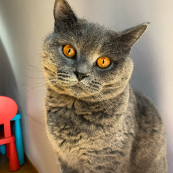 Found Cat - Carrizo de la Ribera