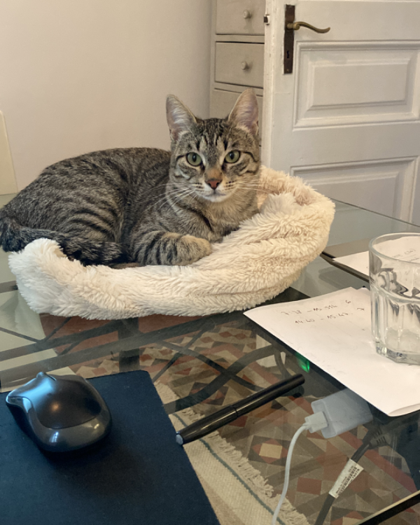 Found Cat - Castellterçol