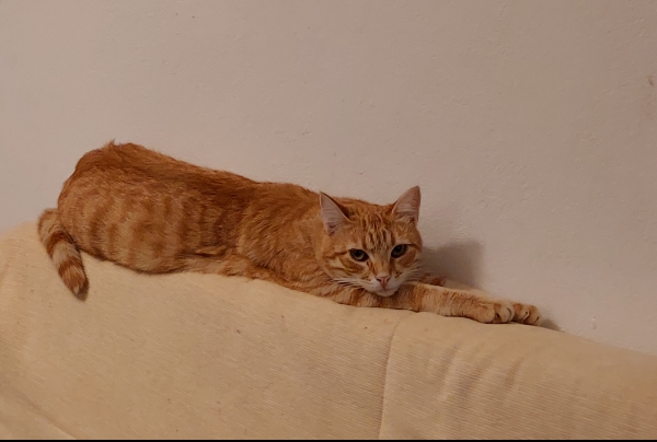 Missing Cat - Manacor