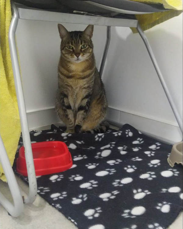 Missing Cat - Alicante (Alacant)