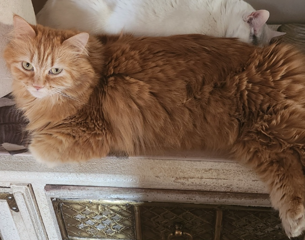 Found Cat - Camarma de Esteruelas