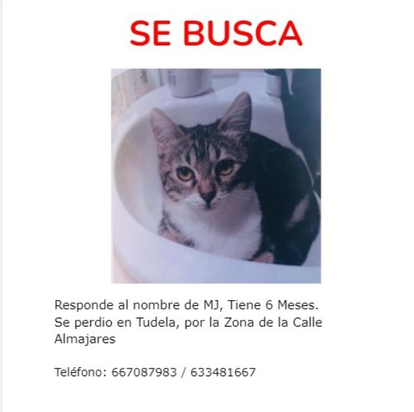 Missing Cat - Tudela