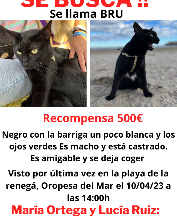 Missing Cat - Orpesa