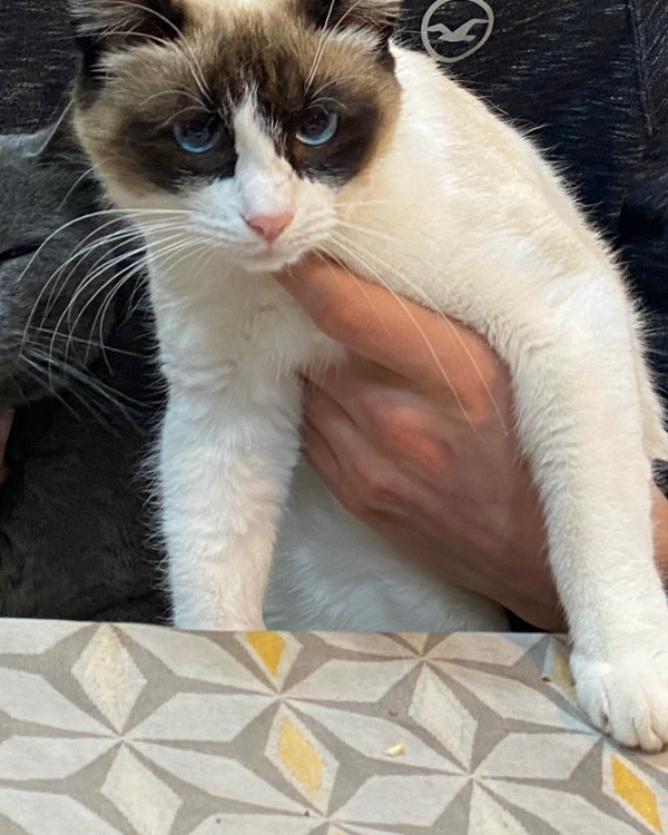 Missing Cat - Miralcamp