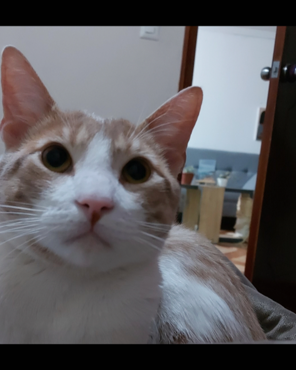 Missing Cat - Canillas de Aceituno