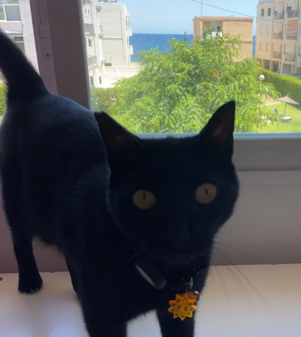 Missing Cat - Xeresa