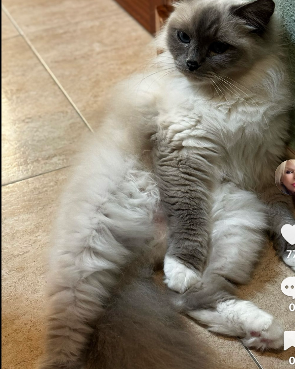 Missing Cat - El Puerto de Sta María