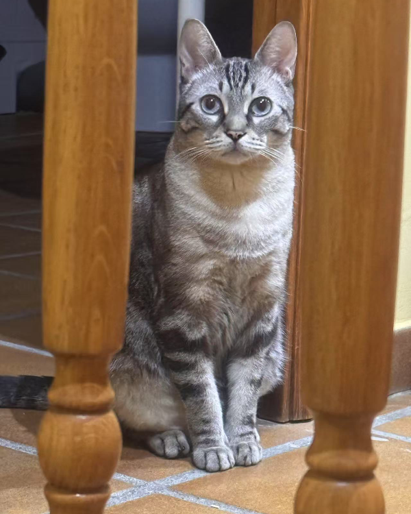 Missing Cat - Cerdanyola del Vallès
