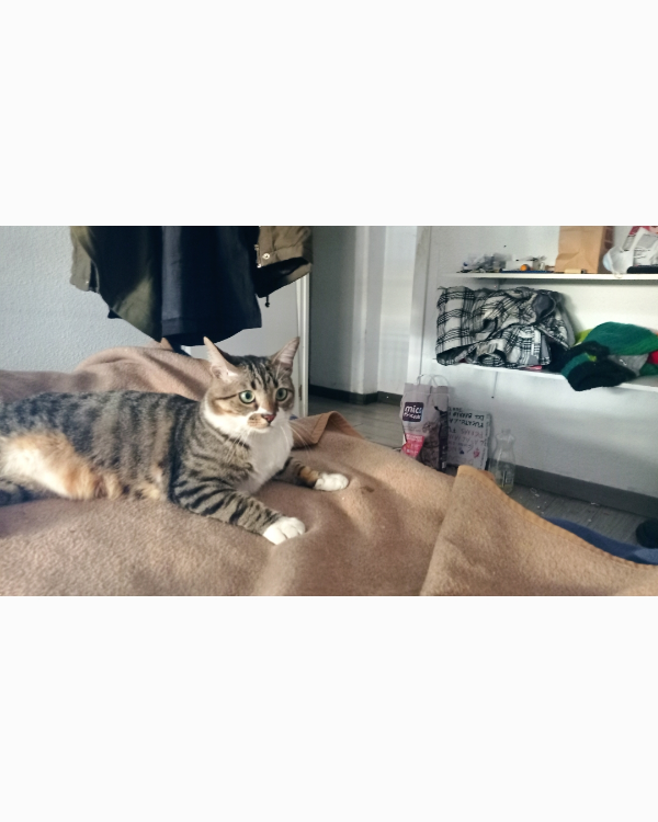 Missing Cat - Granada