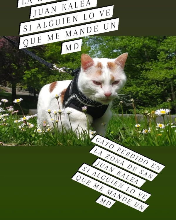 Missing Cat - Oñati