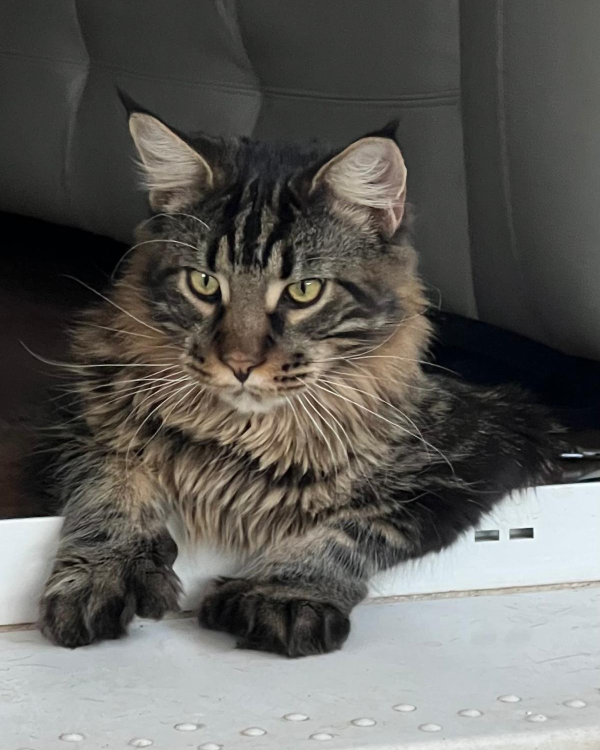 Missing Cat - Urbanizaciones Noroeste