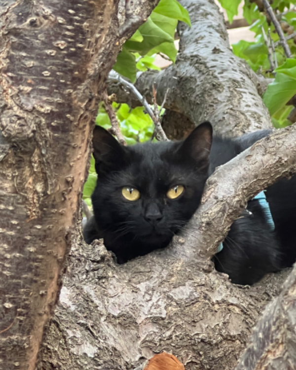 Missing Cat - Vilafant