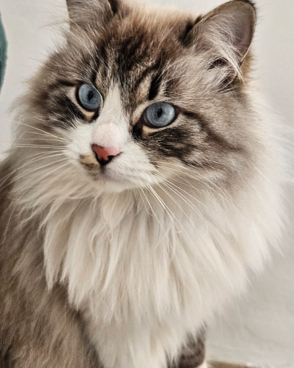 Missing Cat - Lloret de Mar