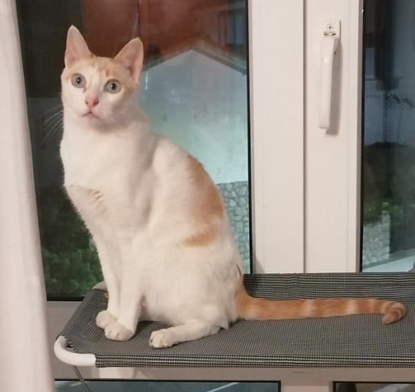 Missing Cat - San Mamés de Meruelo