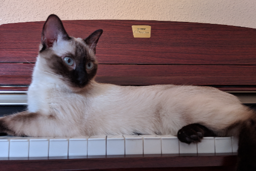 Missing Cat - Camino del Puntal