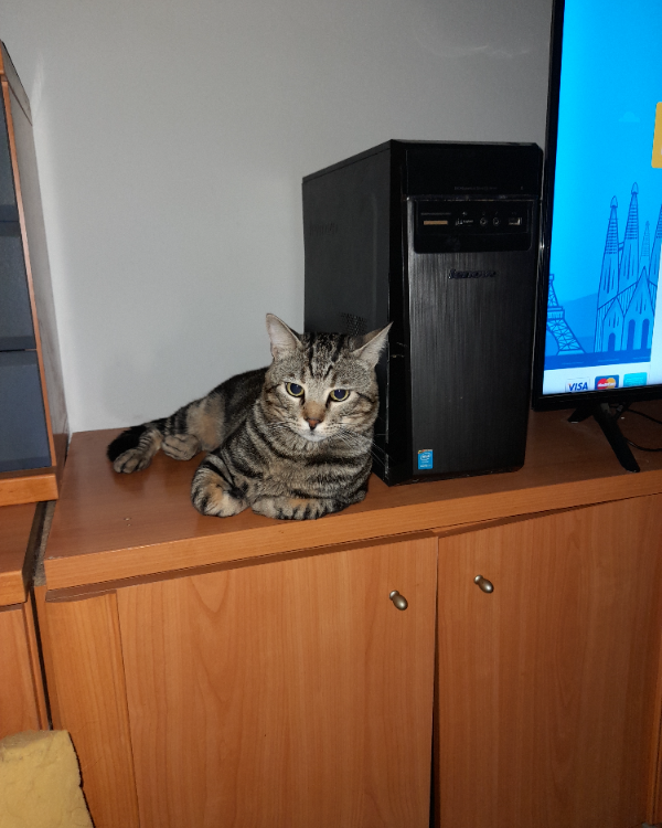 Missing Cat - La Nucía