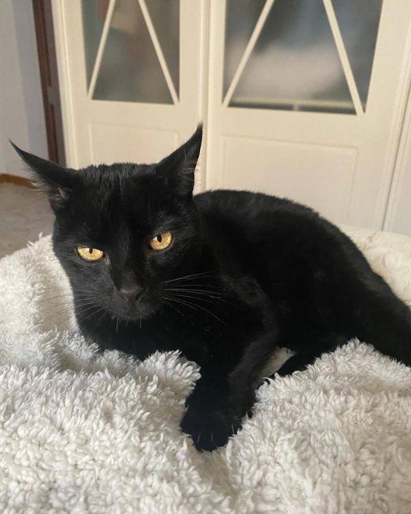 Found Cat - Mairena del Alcor