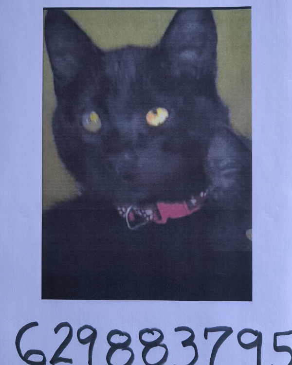 Missing Cat - Unknown