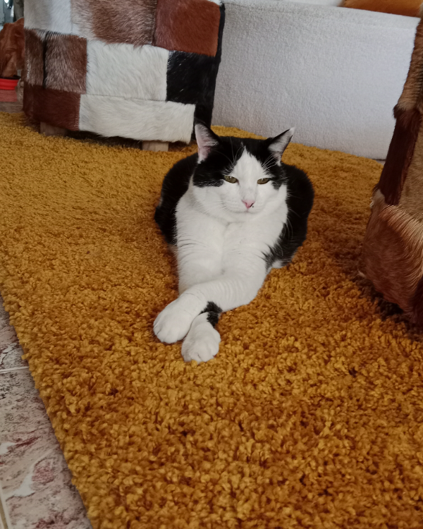 Found Cat - Orihuela