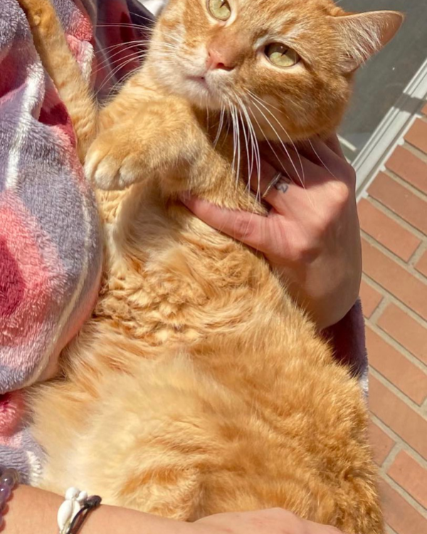 Missing Cat - Albatàrrec