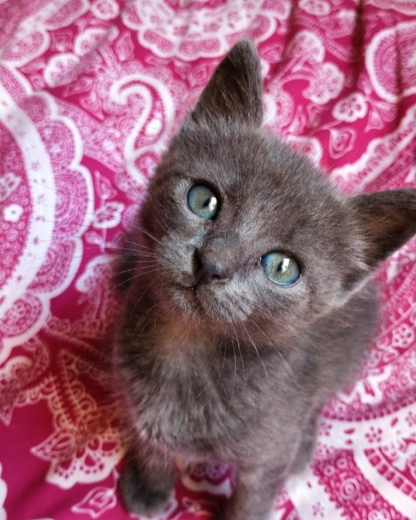 Missing Cat - Son Moja