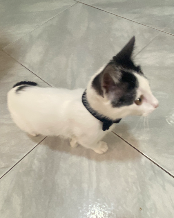 Missing Cat - Almodóvar del Campo