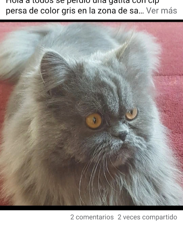 Missing Cat - Sardiñeiro de Abaixo