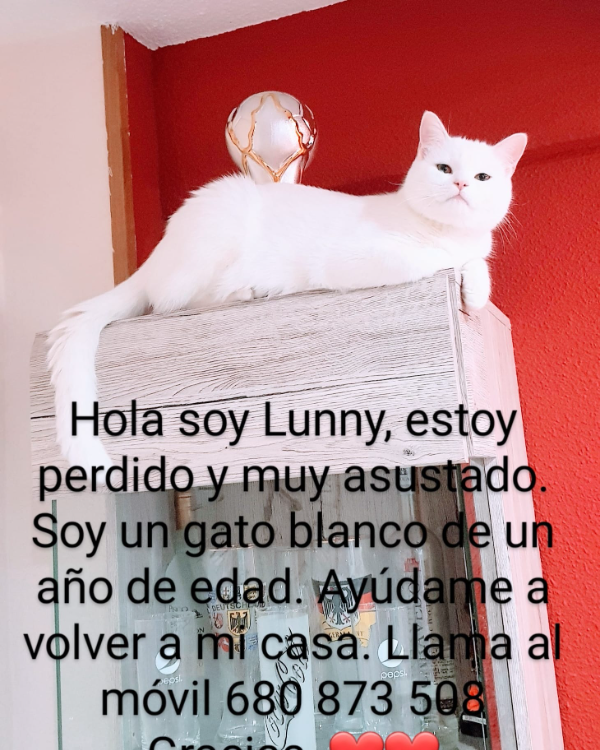 Missing Cat - Alcobendas