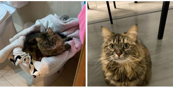 Missing Cat - Valdemoro