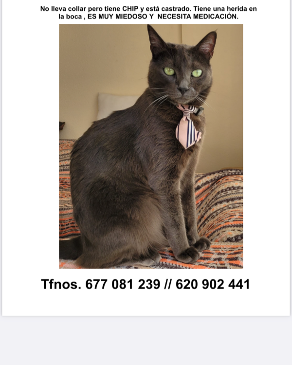 Missing Cat - Almerimar