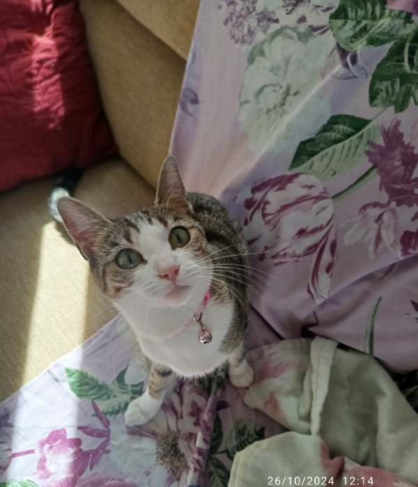 Missing Cat - Nuevo Baztán