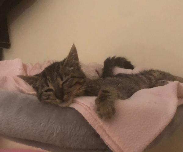 Missing Cat - Santander