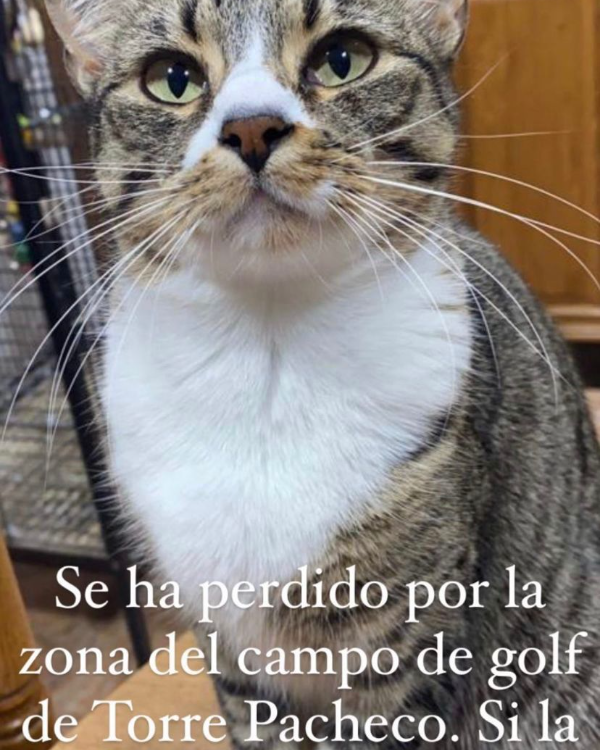 Missing Cat - Torre-Pacheco