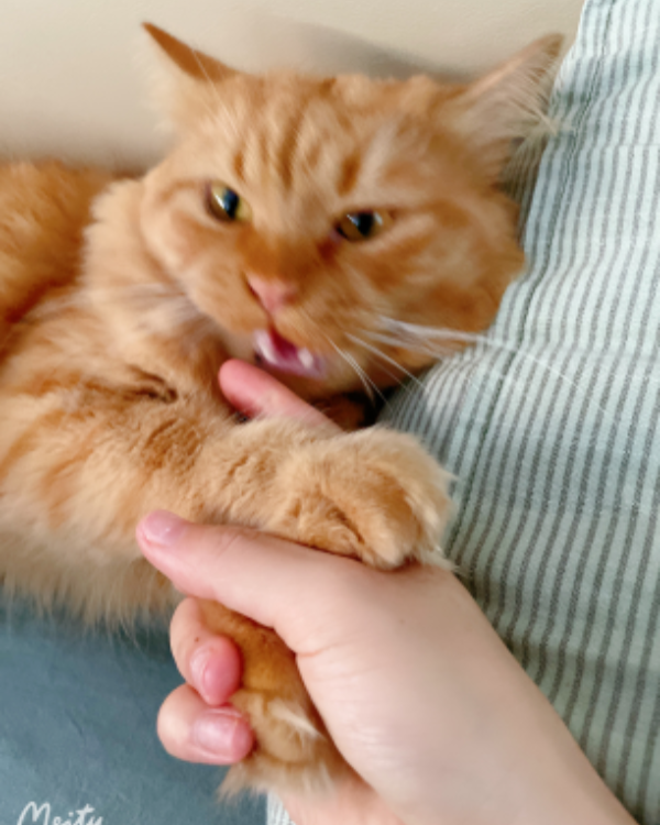 Found Cat - Alaquàs