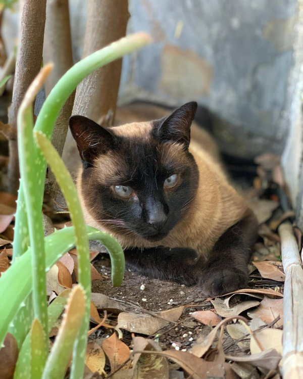 Found Cat - Churriana de la Vega