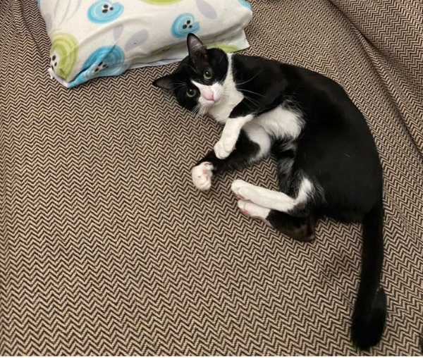 Missing Cat - Mairena del Alcor