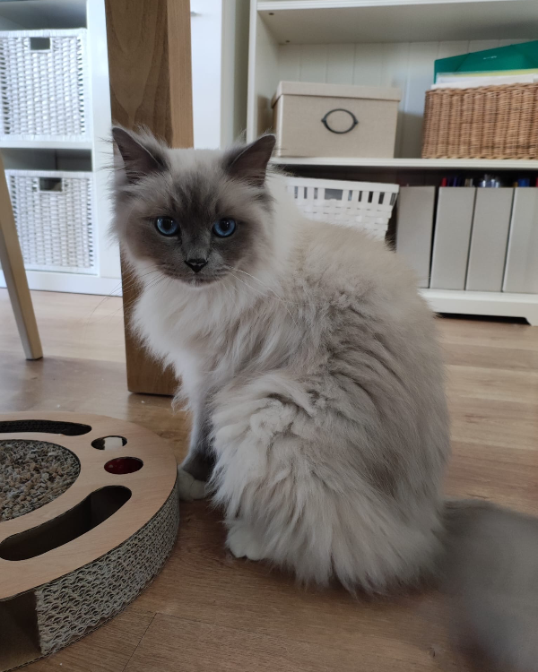 Missing Cat - El Puerto de Sta María