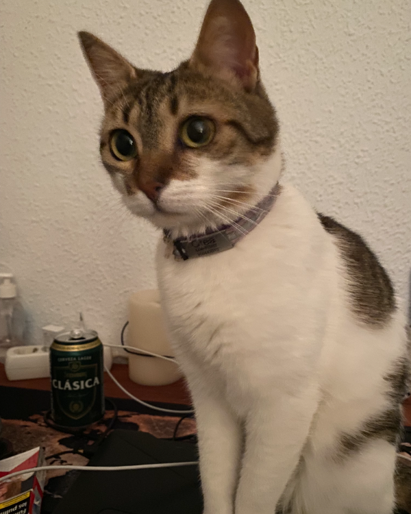 Found Cat - Santa Fe