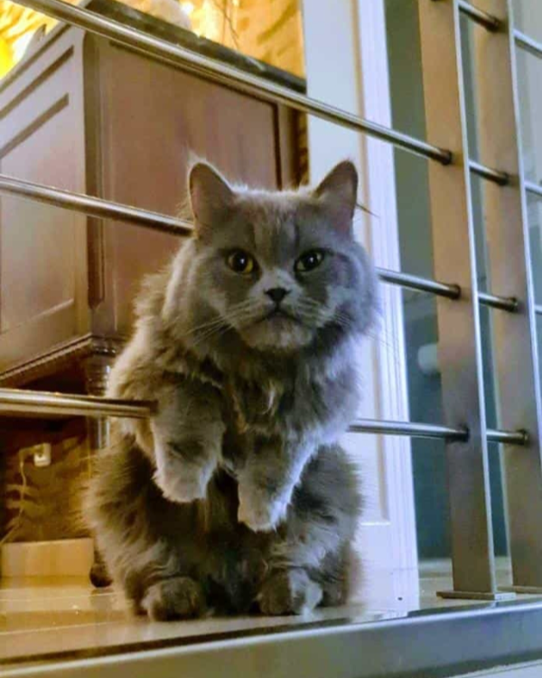 Missing Cat - Poblete