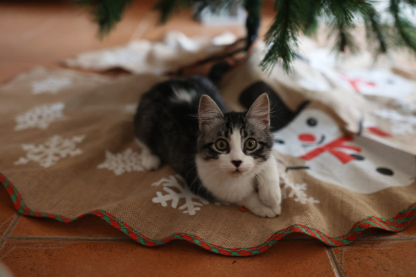 Missing Cat - Donostia