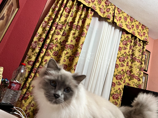 Missing Cat - El Puerto de Sta María