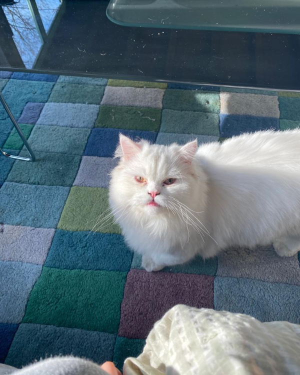 Missing Cat - Santiago de Compostela